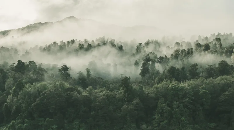 Boreal Ormanlar (Kuzey Ormanları): Konum, İklim, Çeşit ve Özellikleri